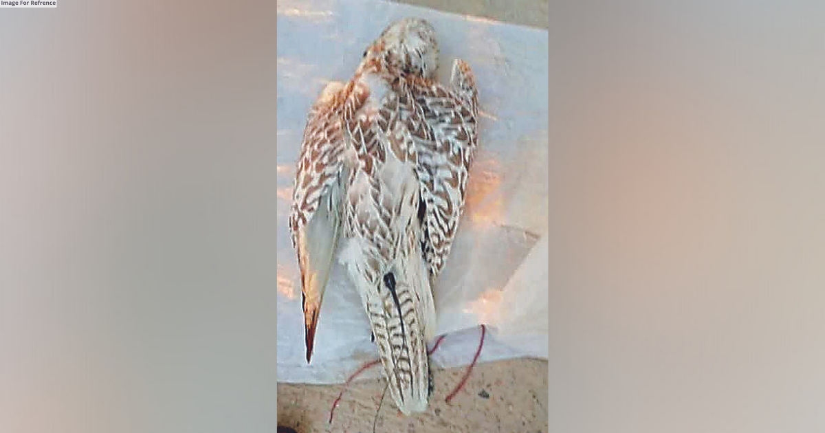 Dead trained eagle from Pak found at the border